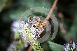 Bee eat pollen