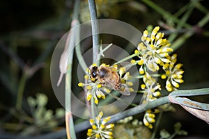 Bee eat pollen