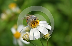 Bee eat pollen of spring white flower