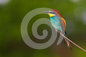 Bee-eater