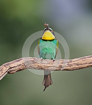 Bee eater