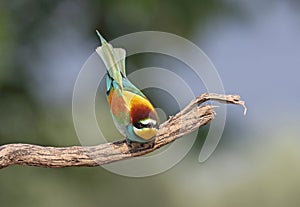 Bee eater