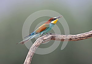 Bee eater