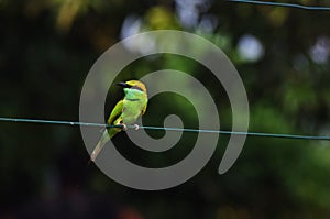 Bee eater