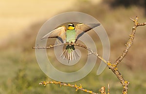 Bee-eater photo