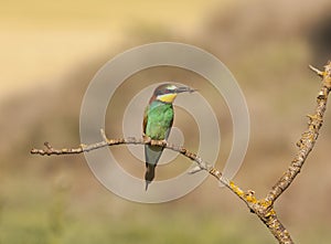 Bee-eater