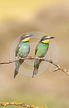 Bee-eater photo