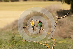 Bee-eater photo