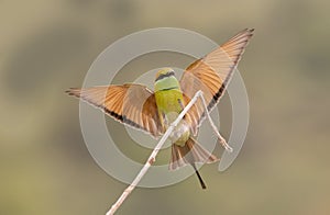 The bee-eater
