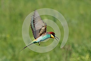 Bee-eater