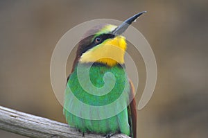 Bee-eater