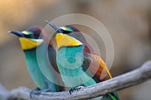 Bee-eater