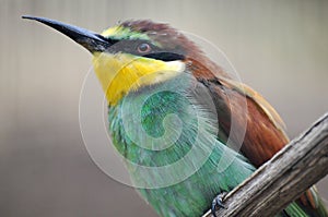 Bee eater