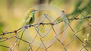 Bee Eater