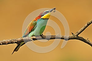 Bee eater