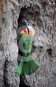 Bee-eater