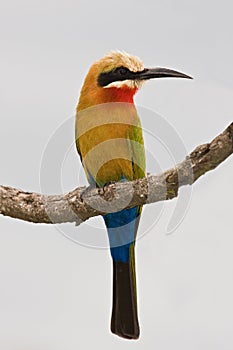 Bee-eater