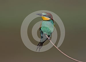 Bee eater