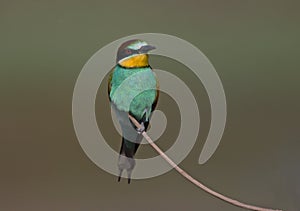 Bee eater