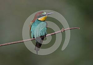 Bee eater