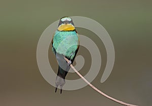 Bee eater