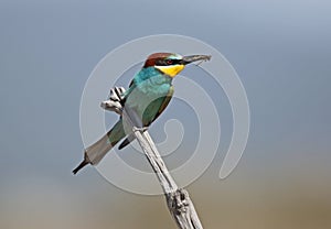 Bee eater