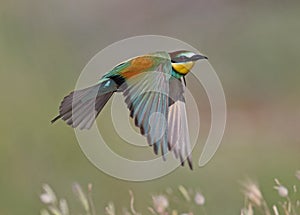 Bee eater