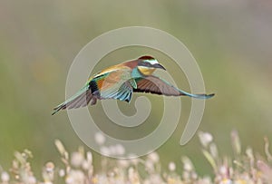 Bee eater