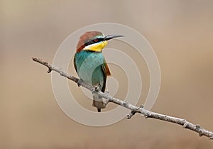 Bee eater