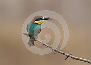 Bee eater