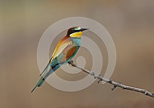 Bee eater