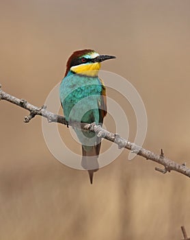 Bee eater