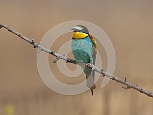 Bee eater