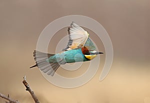 Bee eater