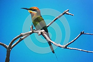 Bee Eater