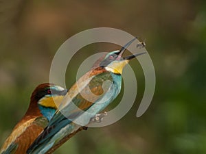 Bee eater Aryan