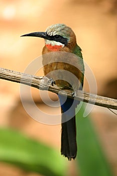 Bee eater bird