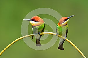 Bee eater Bird