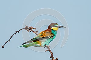 The bee eater bird