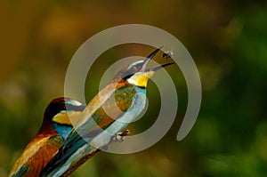 Bee eater bird catching prey