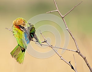 Bee eater bird cleaning