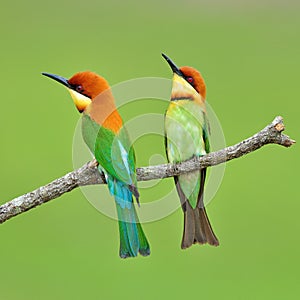 Bee eater Bird