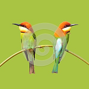 Bee eater Birds