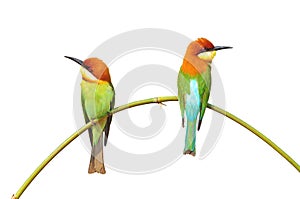 Bee eater Bird