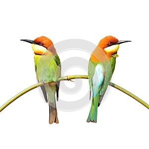 Bee eater Bird
