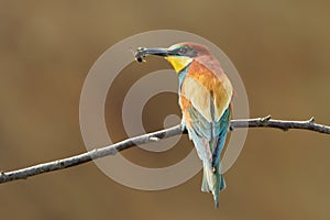 Bee-eater bird with prey. Merops apiaster close-up