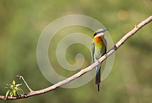 Bee-eater bird from Sri Lanka