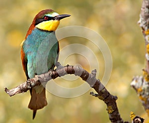 Bee-eater the bird of thousand colors