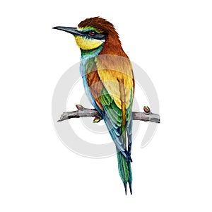 Bee-eater bird on a tree branch. Watercolor illustration. Hand drawn bright wildlife Europe avian. European bee-eater