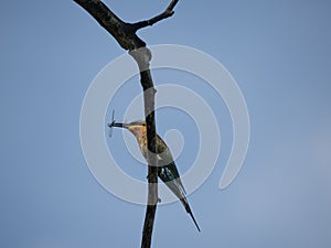 A bee eater bird catch prey